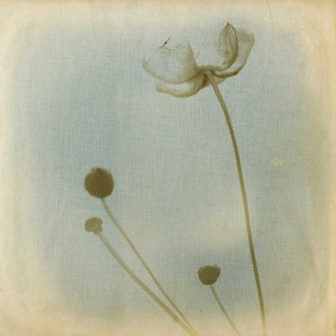 Faded Away I Black Modern Wood Framed Art Print with Double Matting by Jorgensen, Jennifer