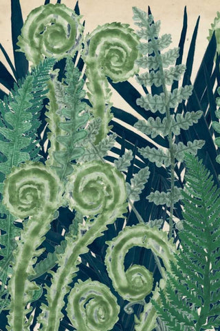 Fiddlehead Waltz I White Modern Wood Framed Art Print with Double Matting by McCavitt, Naomi