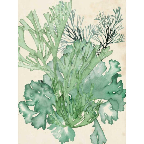 Seaweed Composition II White Modern Wood Framed Art Print by McCavitt, Naomi