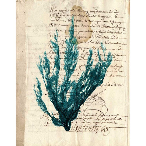 Vintage Teal Seaweed II Black Modern Wood Framed Art Print with Double Matting by Vision Studio