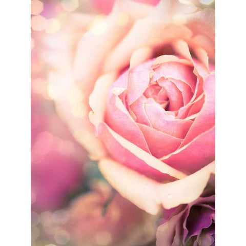 Rosie Pink I White Modern Wood Framed Art Print by Quintero, Sonja