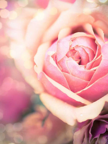 Rosie Pink I Black Ornate Wood Framed Art Print with Double Matting by Quintero, Sonja