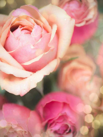 Rosie Pink II White Modern Wood Framed Art Print with Double Matting by Quintero, Sonja