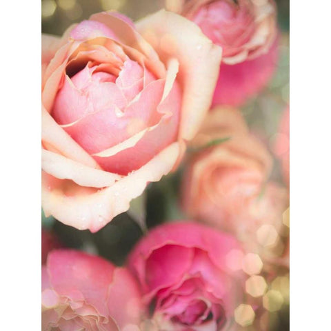 Rosie Pink II Black Modern Wood Framed Art Print by Quintero, Sonja