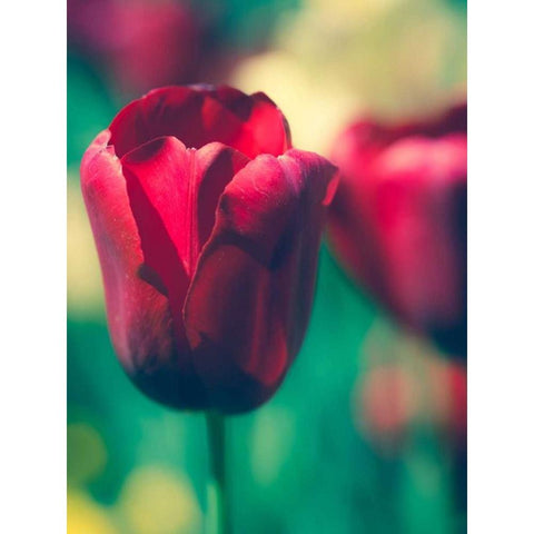 Tulip Sway I Gold Ornate Wood Framed Art Print with Double Matting by Quintero, Sonja