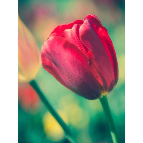Tulip Sway II White Modern Wood Framed Art Print by Quintero, Sonja