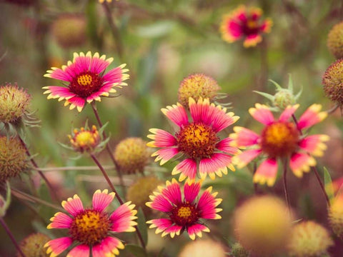 Wild Blooms II Black Ornate Wood Framed Art Print with Double Matting by Quintero, Sonja