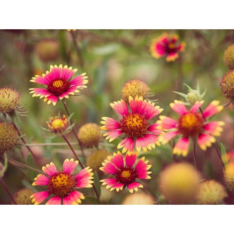 Wild Blooms II Black Modern Wood Framed Art Print with Double Matting by Quintero, Sonja