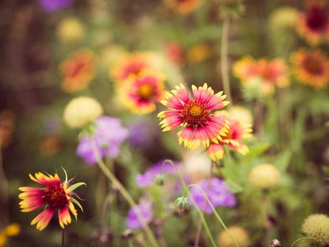 Wild Blooms III White Modern Wood Framed Art Print with Double Matting by Quintero, Sonja