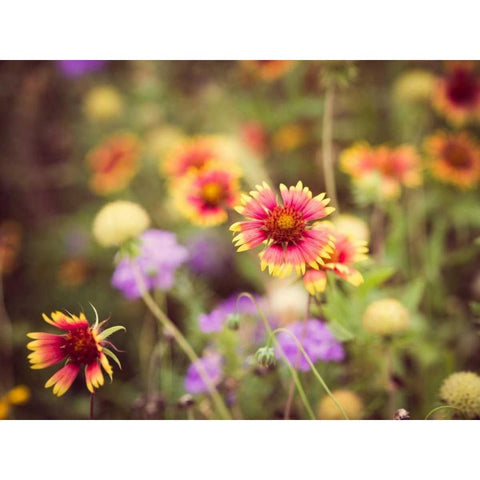 Wild Blooms III Black Modern Wood Framed Art Print by Quintero, Sonja