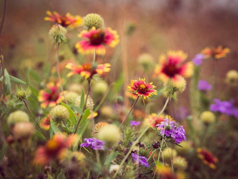 Wild Blooms IV White Modern Wood Framed Art Print with Double Matting by Quintero, Sonja