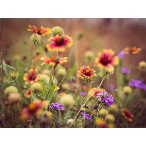 Wild Blooms IV Black Modern Wood Framed Art Print by Quintero, Sonja