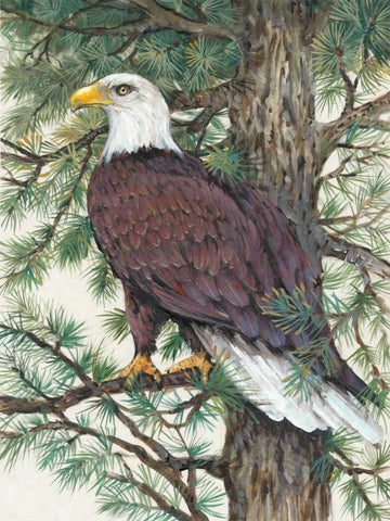 Eagle in the Pine Black Ornate Wood Framed Art Print with Double Matting by OToole, Tim