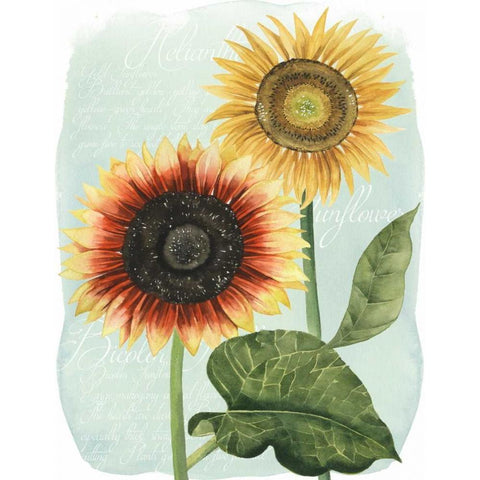 Sunflower Study I Black Modern Wood Framed Art Print with Double Matting by Popp, Grace