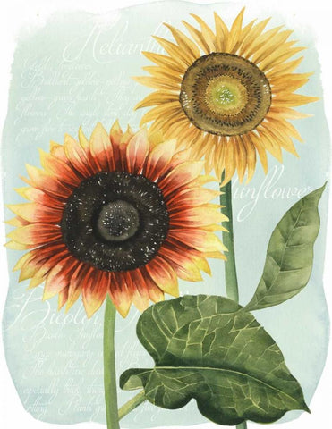 Sunflower Study I Black Ornate Wood Framed Art Print with Double Matting by Popp, Grace