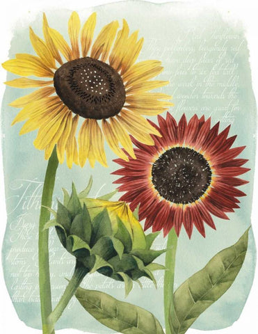 Sunflower Study II Black Ornate Wood Framed Art Print with Double Matting by Popp, Grace