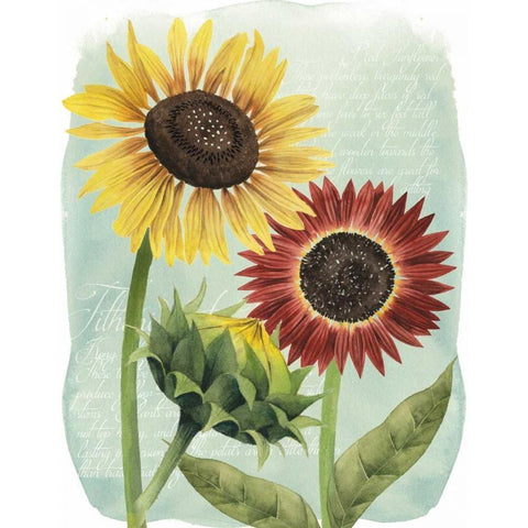 Sunflower Study II Gold Ornate Wood Framed Art Print with Double Matting by Popp, Grace