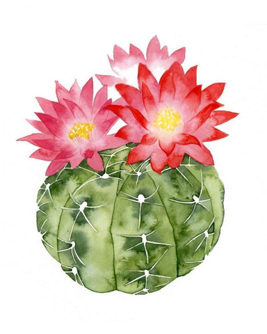 Cactus Bloom III White Modern Wood Framed Art Print with Double Matting by Popp, Grace