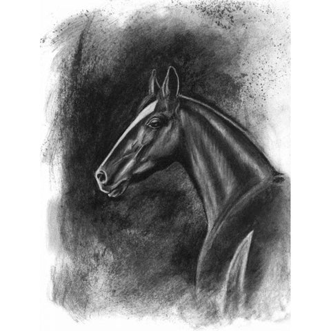 Charcoal Equestrian Portrait II Black Modern Wood Framed Art Print with Double Matting by McCavitt, Naomi