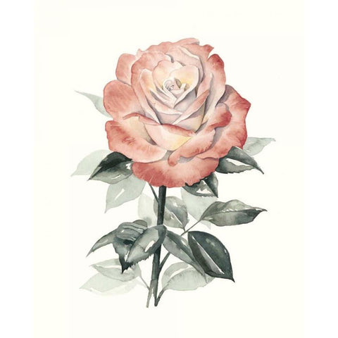 Beholden Rose I White Modern Wood Framed Art Print by Popp, Grace