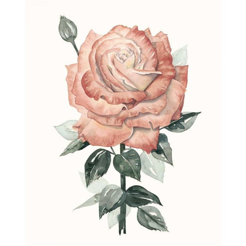 Beholden Rose II White Modern Wood Framed Art Print by Popp, Grace