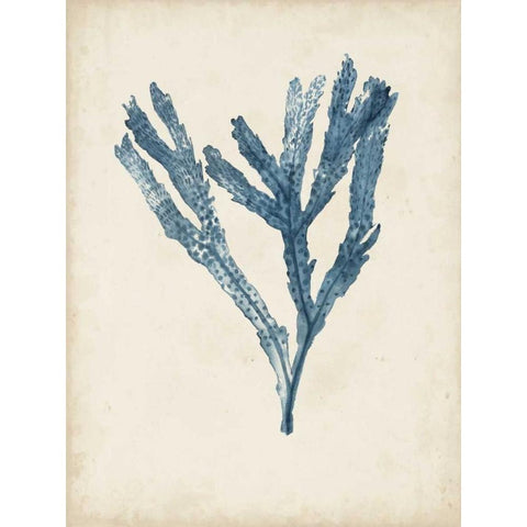 Seaweed Specimens I Black Modern Wood Framed Art Print with Double Matting by McCavitt, Naomi