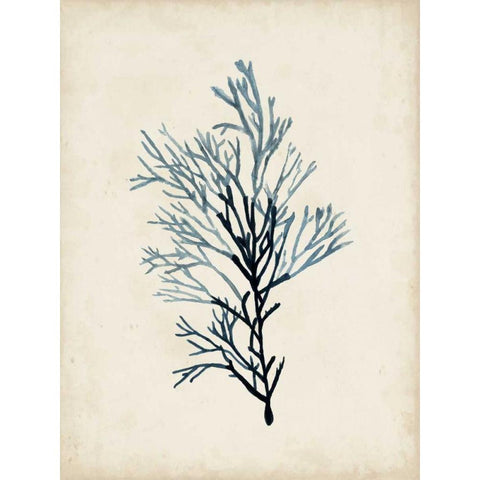 Seaweed Specimens IV Black Modern Wood Framed Art Print with Double Matting by McCavitt, Naomi