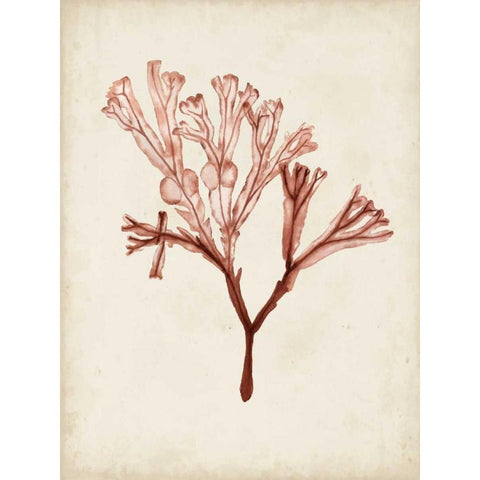 Seaweed Specimens V White Modern Wood Framed Art Print by McCavitt, Naomi