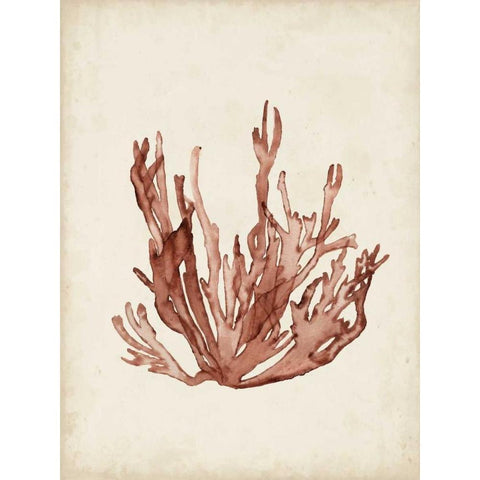 Seaweed Specimens VII White Modern Wood Framed Art Print by McCavitt, Naomi