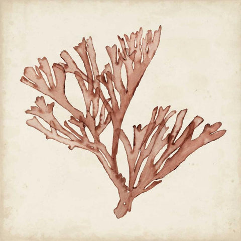 Seaweed Specimens XIII White Modern Wood Framed Art Print with Double Matting by McCavitt, Naomi