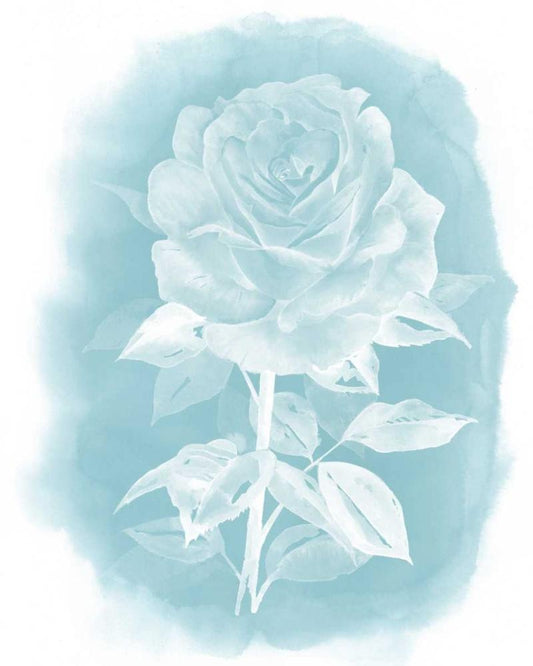 Image Only