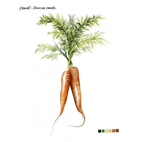 Root Vegetable III White Modern Wood Framed Art Print by Popp, Grace