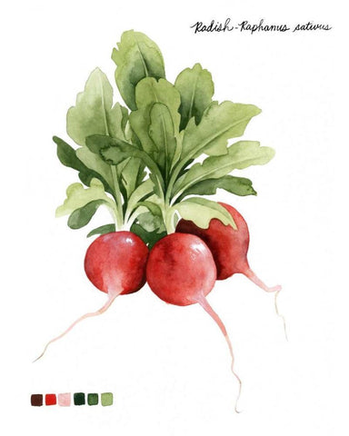 Root Vegetable IV Black Ornate Wood Framed Art Print with Double Matting by Popp, Grace