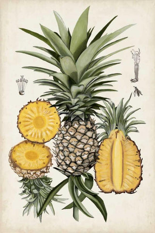 Pineapple Botanical Study I Black Ornate Wood Framed Art Print with Double Matting by McCavitt, Naomi