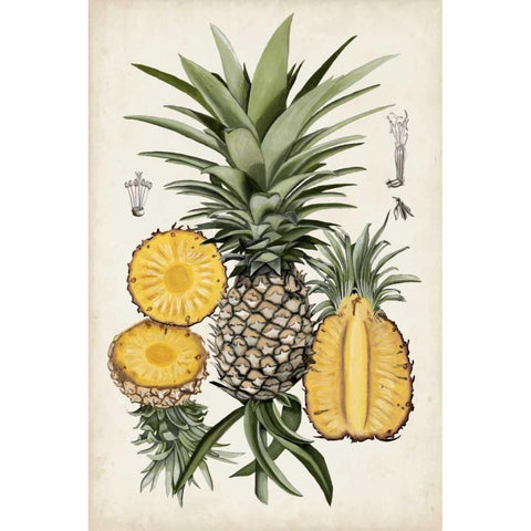 Pineapple Botanical Study I Gold Ornate Wood Framed Art Print with Double Matting by McCavitt, Naomi