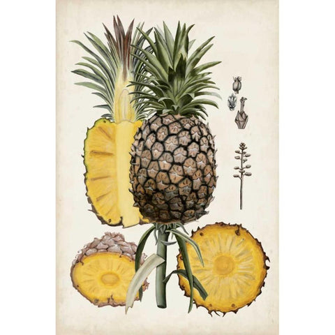 Pineapple Botanical Study II White Modern Wood Framed Art Print by McCavitt, Naomi