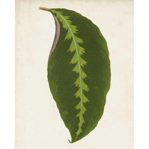 Graphic Leaf I Black Modern Wood Framed Art Print with Double Matting by Vision Studio