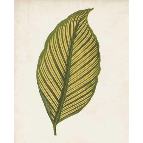 Graphic Leaf II Black Modern Wood Framed Art Print with Double Matting by Vision Studio