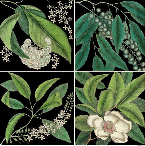 Graphic Botanical Grid I White Modern Wood Framed Art Print with Double Matting by Catesby, Mark