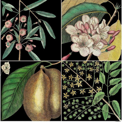 Graphic Botanical Grid II Black Modern Wood Framed Art Print by Catesby, Mark