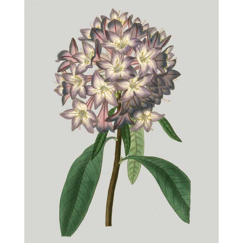 Floral Gems V White Modern Wood Framed Art Print by Vision Studio