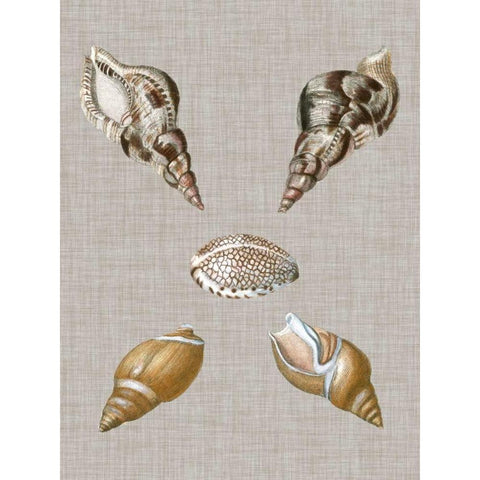 Shells on Linen IV Black Modern Wood Framed Art Print with Double Matting by Vision Studio