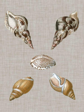 Shells on Linen IV Black Ornate Wood Framed Art Print with Double Matting by Vision Studio