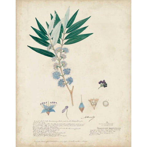Delicate Blue Descubes I White Modern Wood Framed Art Print by Descubes, A.