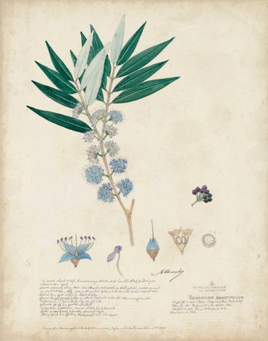 Delicate Blue Descubes I Black Ornate Wood Framed Art Print with Double Matting by Descubes, A.