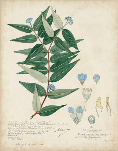 Delicate Blue Descubes II White Modern Wood Framed Art Print with Double Matting by Descubes, A.