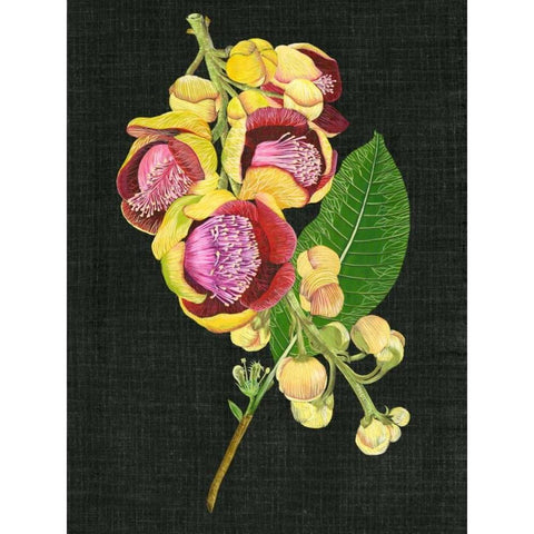 Couroupita Guianensis I Gold Ornate Wood Framed Art Print with Double Matting by Wang, Melissa