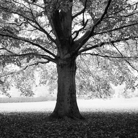 Woodland Tones III White Modern Wood Framed Art Print with Double Matting by Henson, Martin