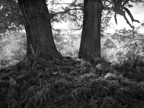 The Mighty Oak Black Ornate Wood Framed Art Print with Double Matting by Henson, Martin