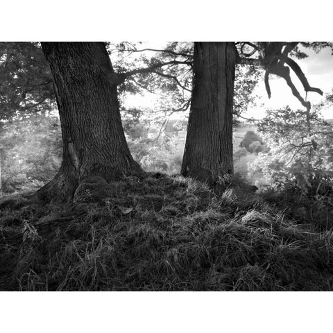 The Mighty Oak White Modern Wood Framed Art Print by Henson, Martin